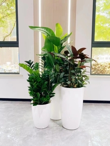 宁波海曙盆景租摆方案，开启绿植租赁新体验