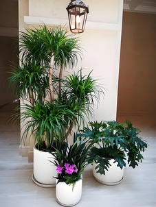 北仑花木租赁哪家好